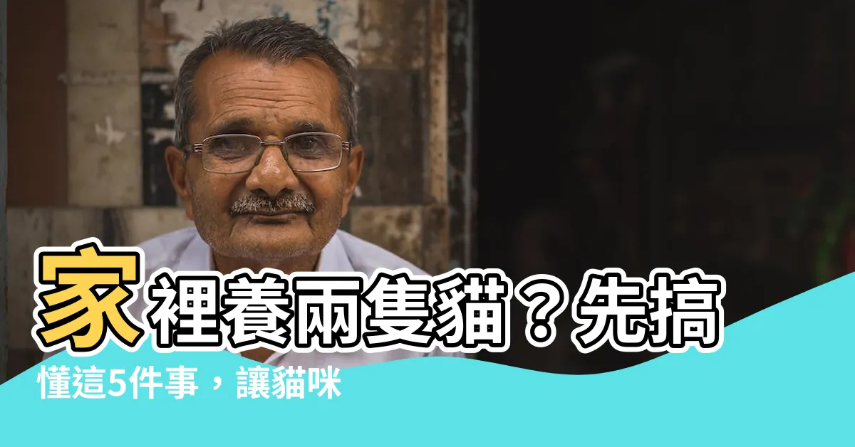 【家裡養兩隻貓】家裡養兩隻貓？先搞懂這5件事，讓貓咪們和平共處！