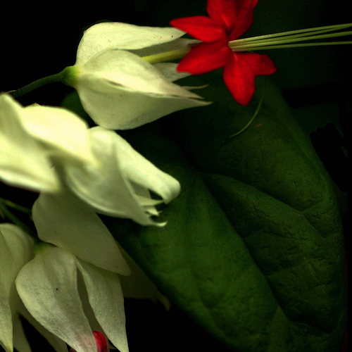 2、龍珠珠的花瓣為什麼會變紅?