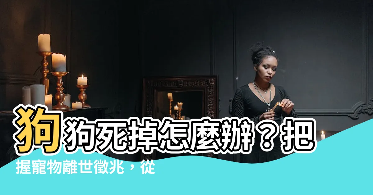 【狗狗死掉怎麼辦】狗狗死掉怎麼辦？把握寵物離世徵兆，從容告別