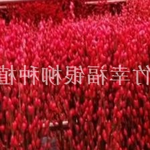 2、銀柳的株距是多少?