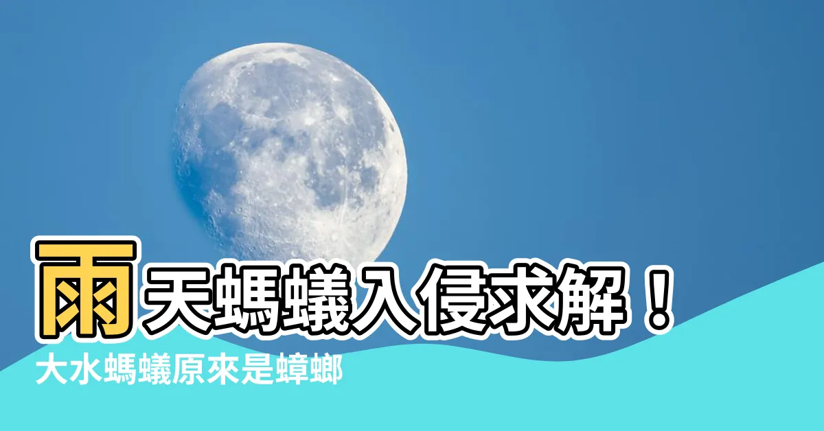 【雨天螞蟻】雨天螞蟻入侵求解！大水螞蟻原來是蟑螂？