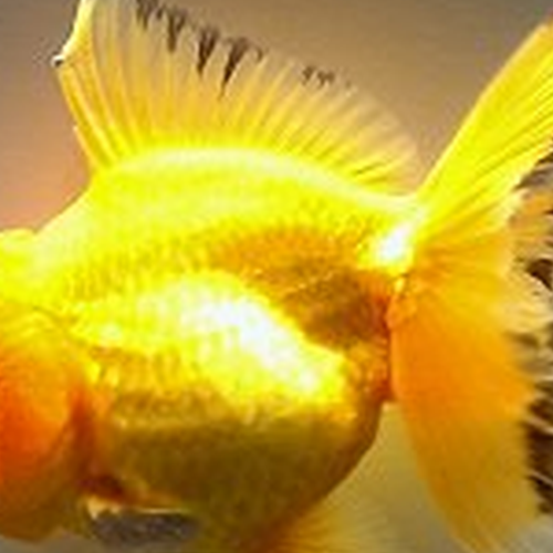1、單門加個風水獅頭合適嗎?