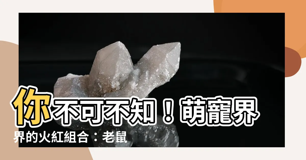 【老鼠可以養嗎】你不可不知！萌寵界界的火紅組合：老鼠也可以養在家嗎？