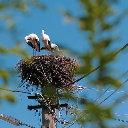 2、為什麼鳥兒喜歡在排氣扇裡築巢?