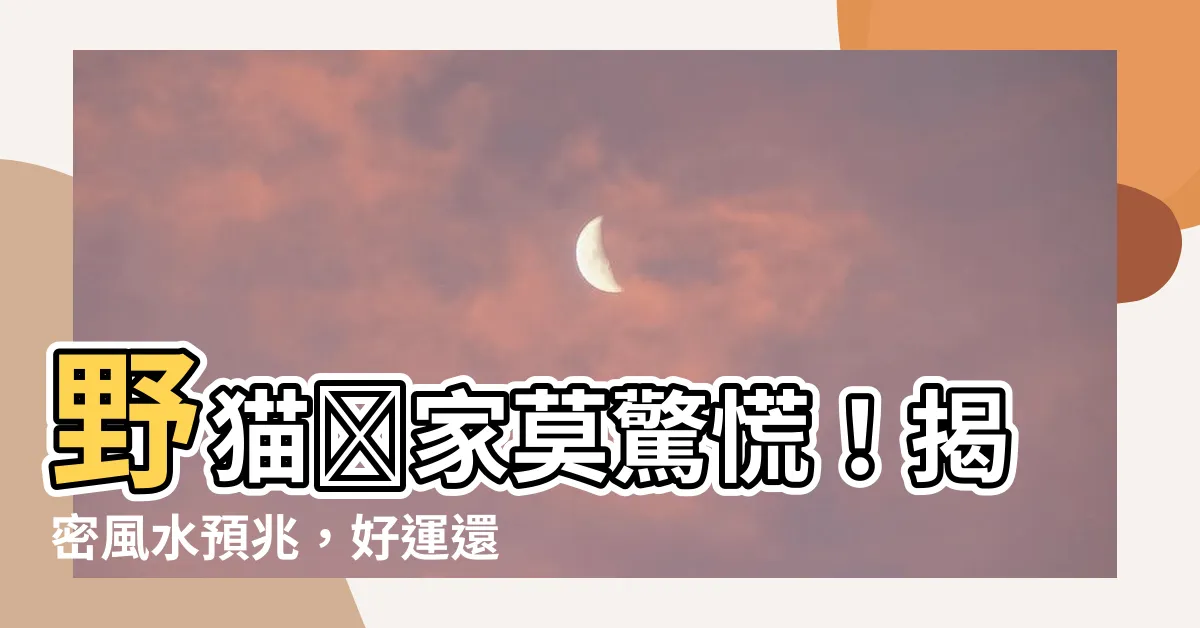 【野貓進家】野貓進家莫驚慌！揭密風水預兆，好運還是凶兆？