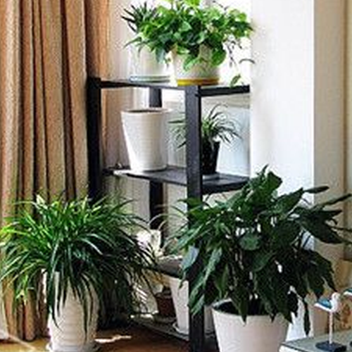3、屋前種什麼樹風水好