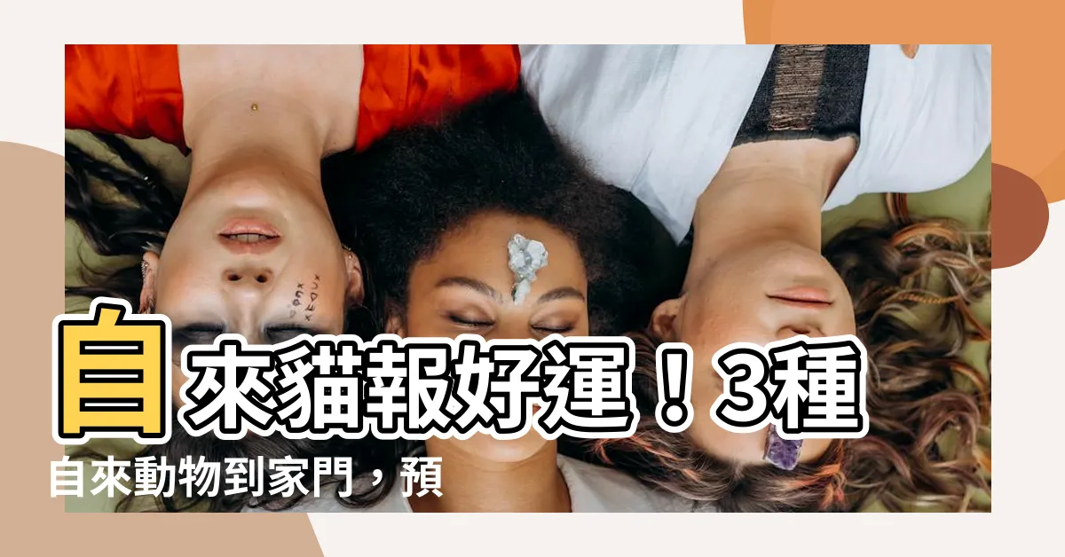 【自來貓好運】自來貓報好運！3種自來動物到家門，預示好運即將降臨！