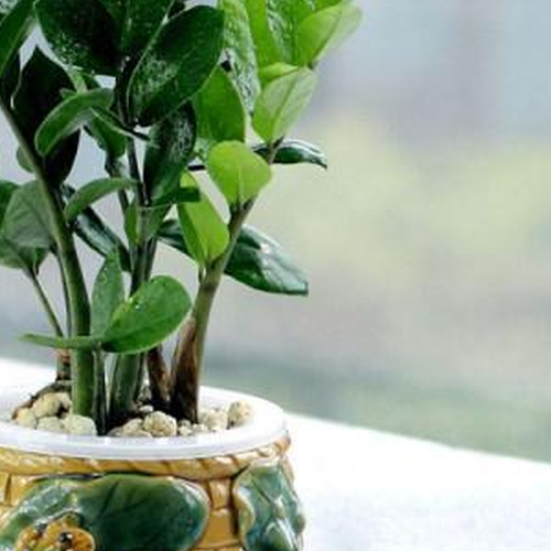 2.什麼樣的盆栽適合前台,什麼樣的植物適合辦公室前台