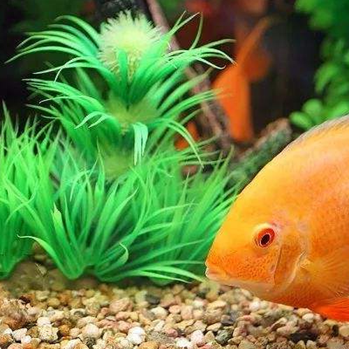 2、養魚的風水講究