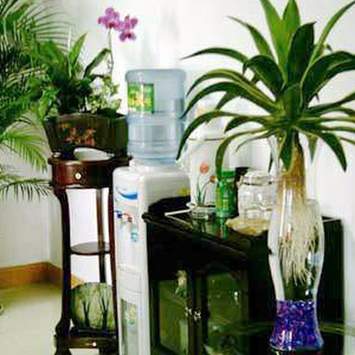風水植物辦公室:辦公室的風水植物有哪些