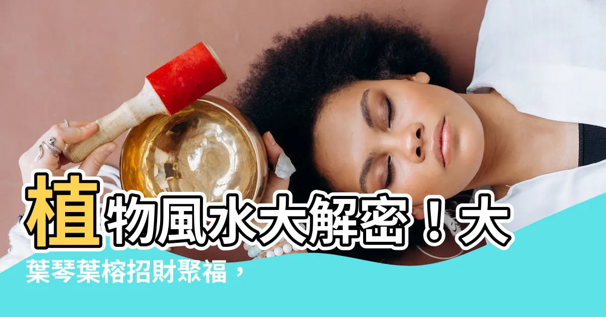 【大葉琴葉榕風水】植物風水大解密！大葉琴葉榕招財聚福，提升好運勢