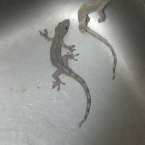 2、家裡有壁虎怎麼辦?