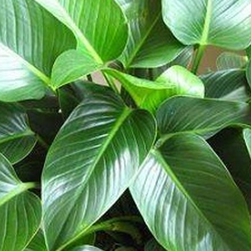 2、大葉香椿是風水植物嗎?