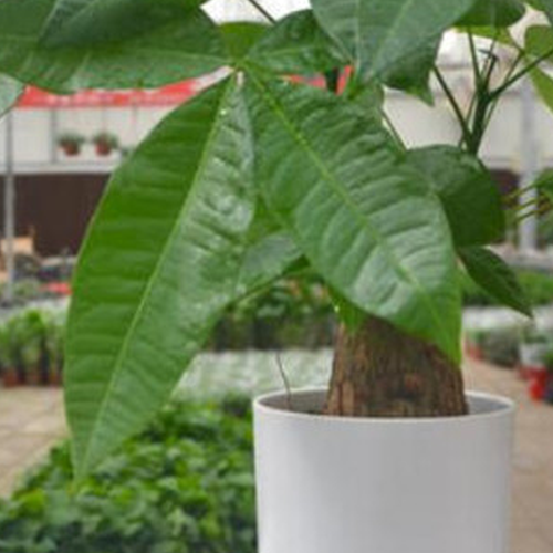1、發財樹開花是什麼意思