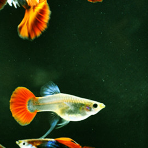 3、孔雀魚能活多久