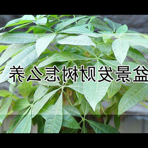2、作為常見的家庭盆栽,財富樹如何種植?