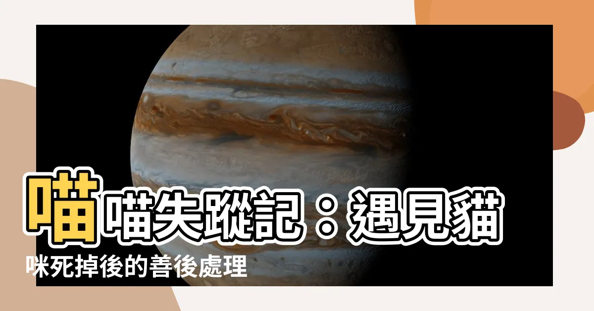 【貓死掉怎麼辦】喵喵失蹤記：遇見貓咪死掉後的善後處理全攻略