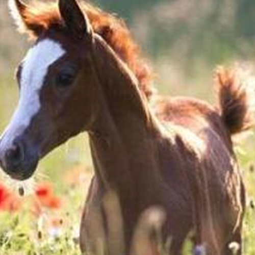 2、屬相馬的年運,屬馬的年運和運勢