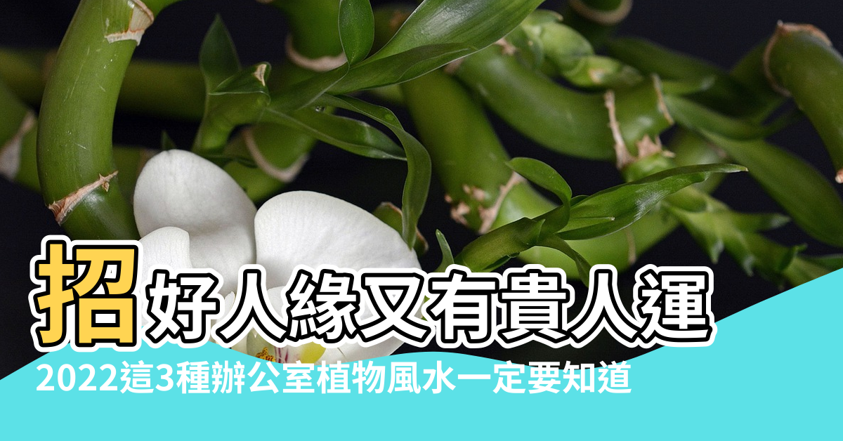 【辦公室擺放花草風水】招好人緣又有貴人運 |2022這3種辦公室植物風水一定要知道 |植物這樣放 |