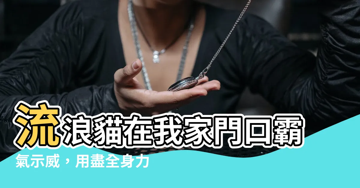 【流浪貓在門口】流浪貓在我家門口霸氣示威，用盡全身力氣瘋狂「叩叩叩」！