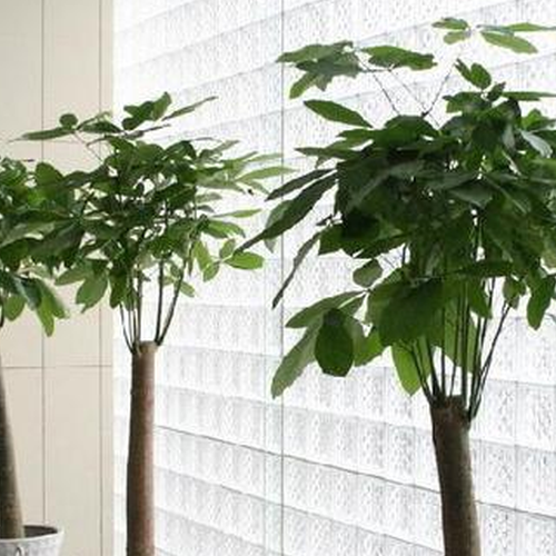 2.放置室內植物風水要注意什麼?