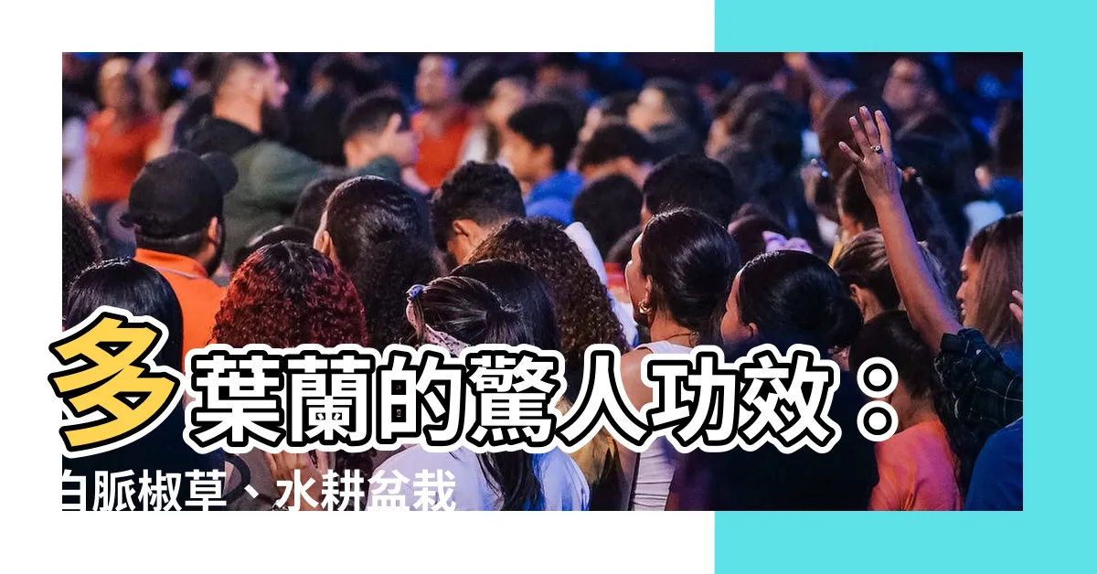 【多葉蘭功效】多葉蘭的驚人功效：白脈椒草、水耕盆栽的神奇奧秘