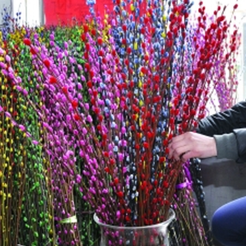 1、在家養銀柳花開風水好不好?
