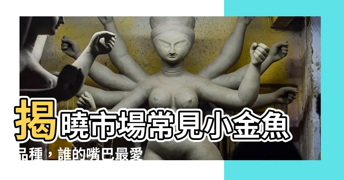 【小金魚品種】揭曉市場常見小金魚品種，誰的嘴巴最愛碎嘴？