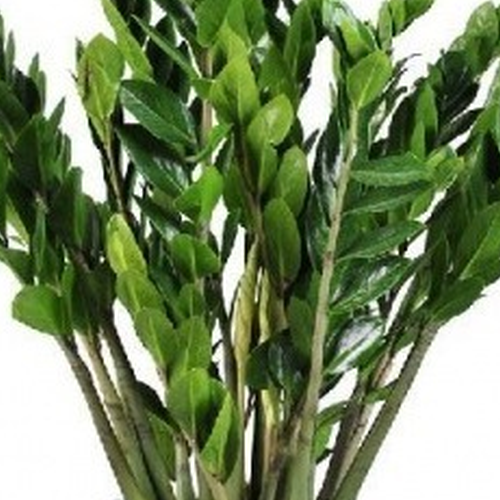風水植物:家庭風水植物都有哪些,都有哪些作用?