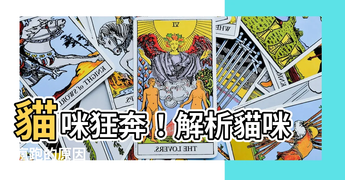 【貓跑來跑去】貓咪狂奔！解析貓咪瘋跑的原因