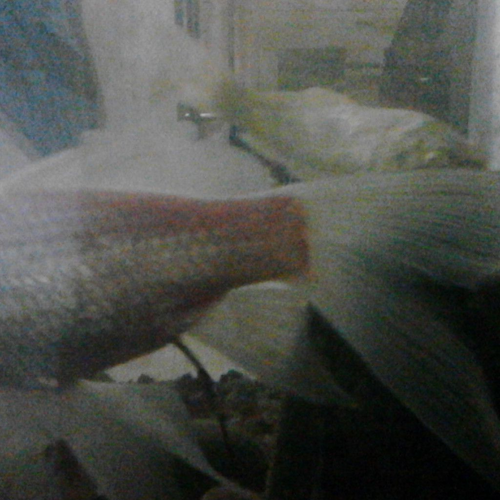 2、風水魚死了怎麼辦?養一條假的風水魚可以嗎?