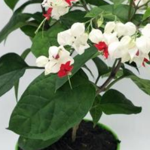 5、龍吐珠是算命植物嗎?家居風水應該放在什麼位置?龍吐珠和招財樹吐出一招,是不是有點迷惑?