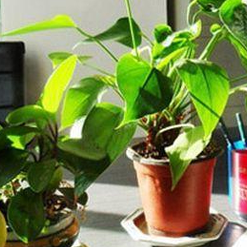 2、 辦公室風水適合什麼植物