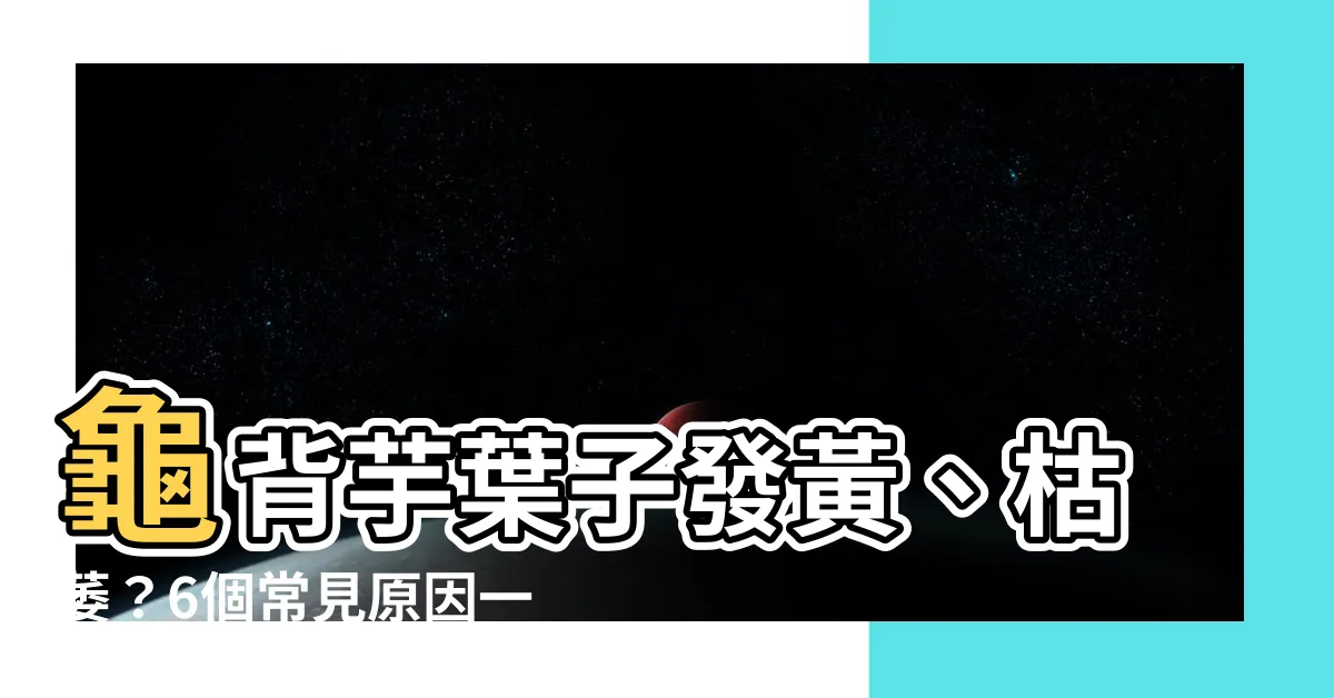 【龜背芋 枯黃】龜背芋葉子發黃、枯萎？6個常見原因一次看懂，拯救心愛綠寶石！