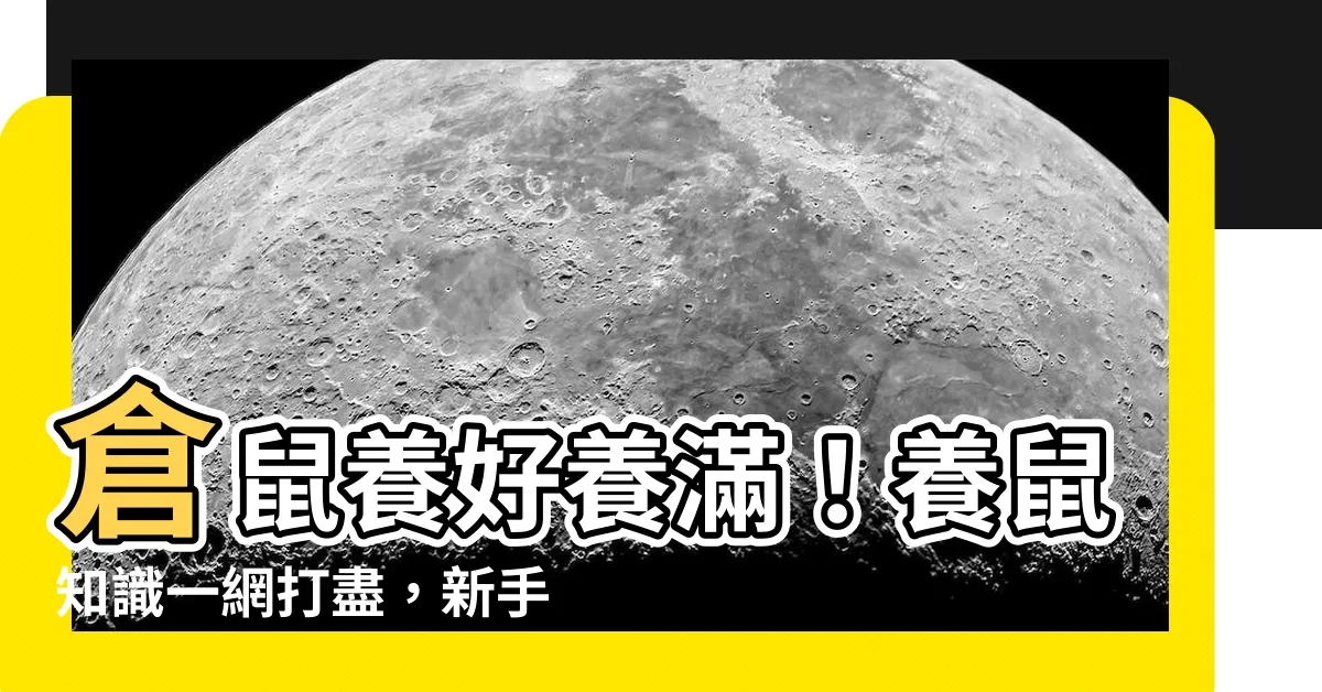 【倉鼠 飼養】倉鼠養好養滿！養鼠知識一網打盡，新手入門必看懶人包