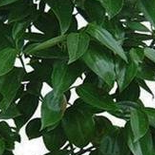 1、什麼花對家裡的風水有影響