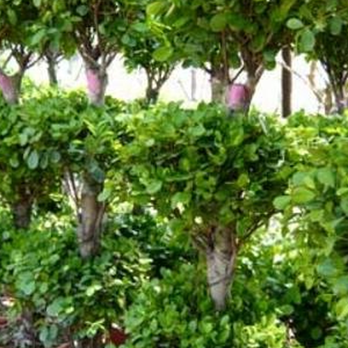 2.大門口放什麼植物風水好