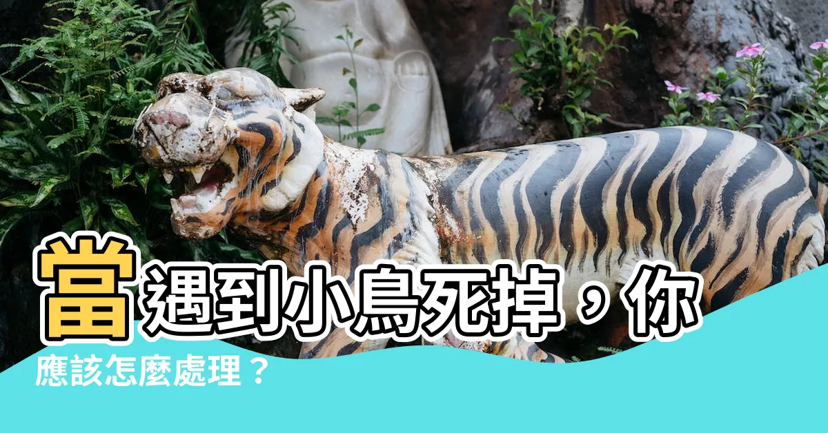 【小鳥死掉怎麼辦】當遇到小鳥死掉，你應該怎麼處理？