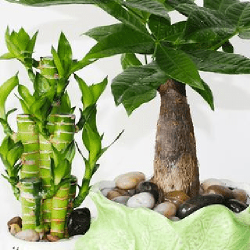 2、搖錢樹,一種在鎮宅里招財致富的植物,搖錢樹的風水位置是什麼