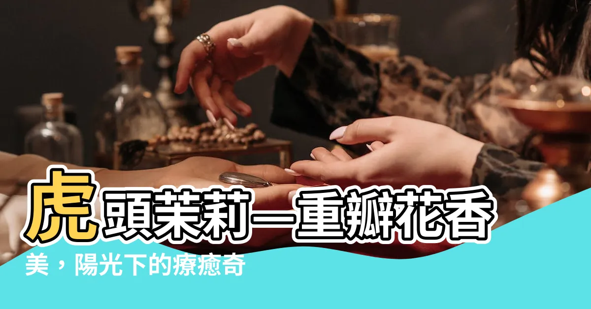 【虎頭茉莉】虎頭茉莉—重瓣花香美，陽光下的療癒奇蹟