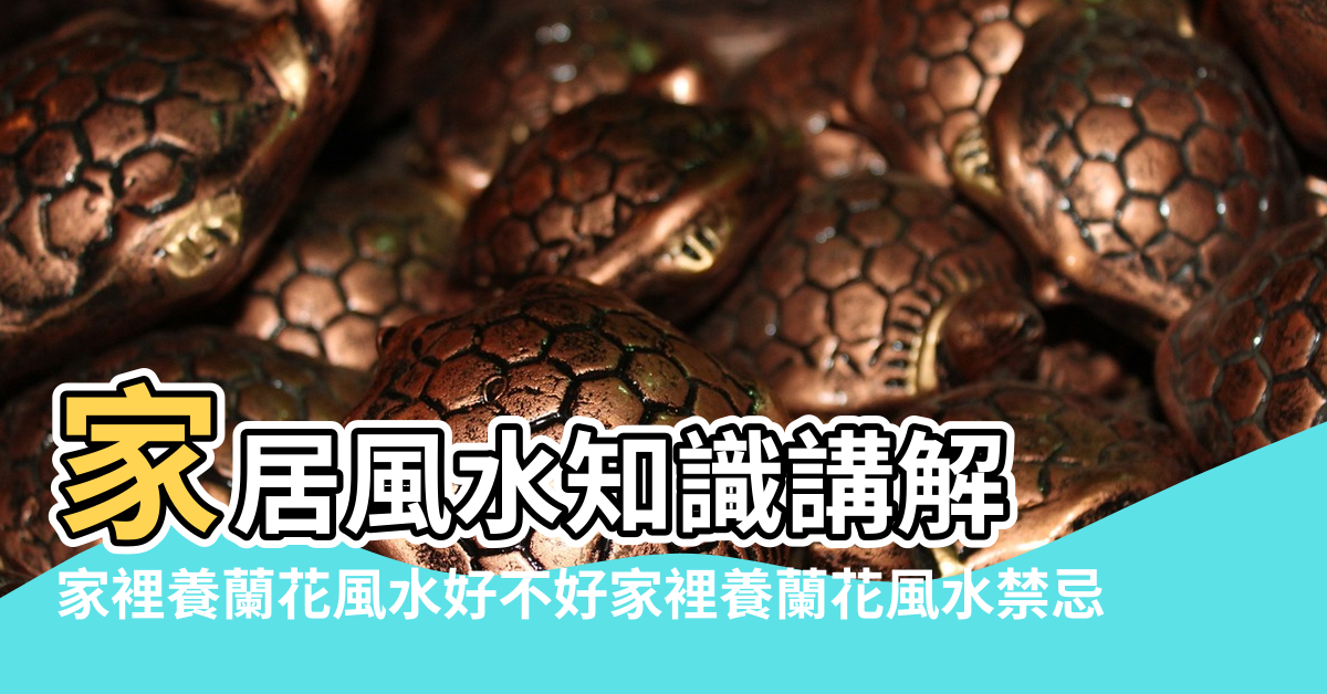 【風水與蘭花】家居風水知識講解 |家裡養蘭花風水好不好家裡養蘭花風水禁忌 |蘭花的風水寓意和擺放禁忌 |