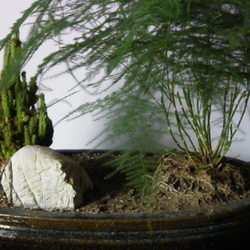 3、有助於學習的風水植物擺放禁忌