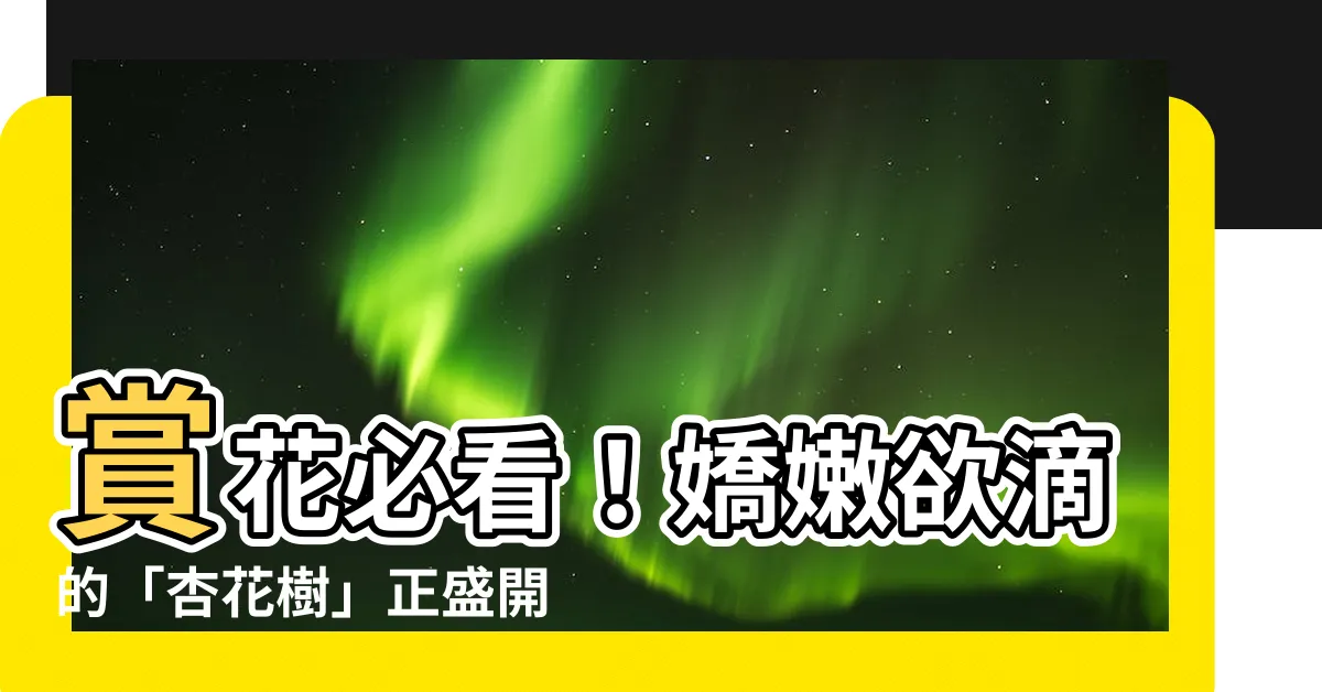 【杏花樹】賞花必看！嬌嫩欲滴的「杏花樹」正盛開中，錯過太可惜！