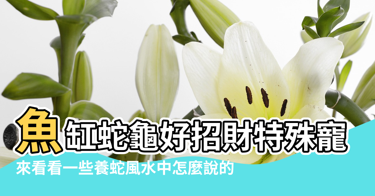 【家裡養寵物蛇與風水】魚缸蛇龜好招財特殊寵物風水4撇步 |來看看一些養蛇風水中怎麼說的 |在家裡養蛇詭異忌諱 |