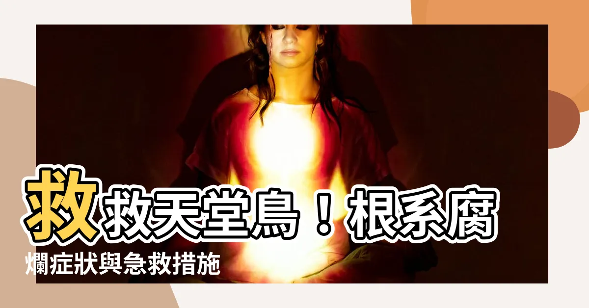 【天堂鳥爛根】救救天堂鳥！根系腐爛症狀與急救措施
