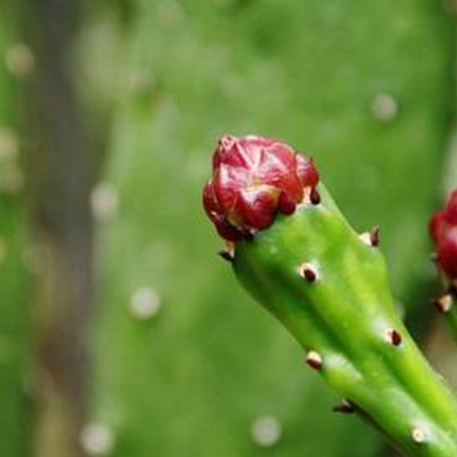 2、桃花風水知識有哪些?如何提高桃花運?