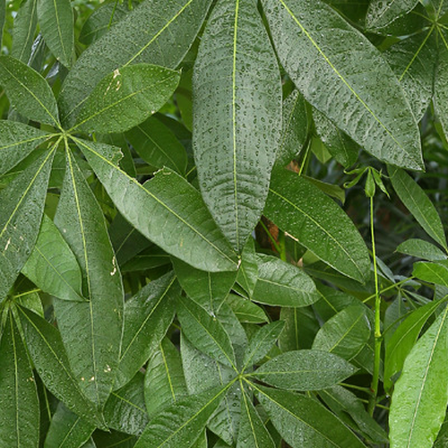 4、什麼樣的盆栽適合在學校的教室裡種植?