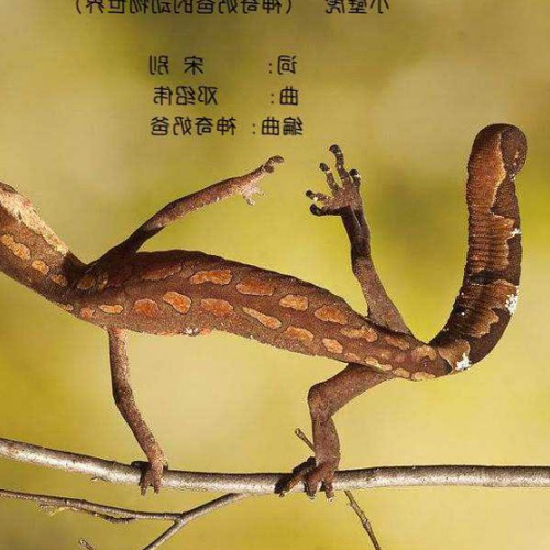 2、婚後入戶壁虎是什麼徵兆?