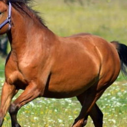 1、屬馬的逐年運勢,屬馬屬相的人的常年運勢是多少