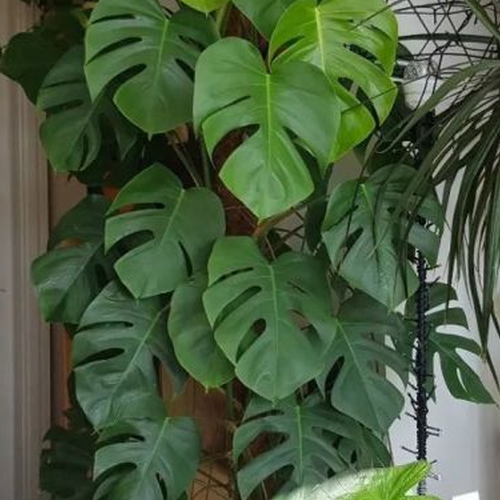 3.哪些大型植物特別耐蔭?